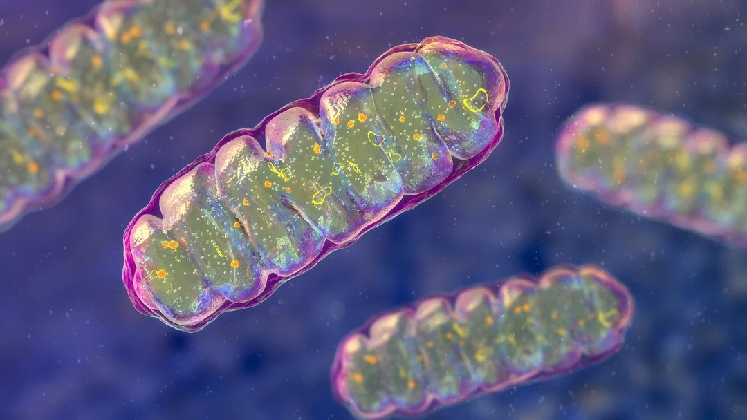 Mitochondrial Disease Breakthroughs: New Molecules and Editing Tools Offer Hope