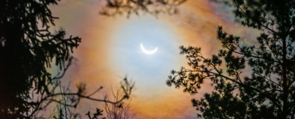 Forest Secrets Revealed: How Spruce Trees ‘Talk’ Before a Solar Eclipse
