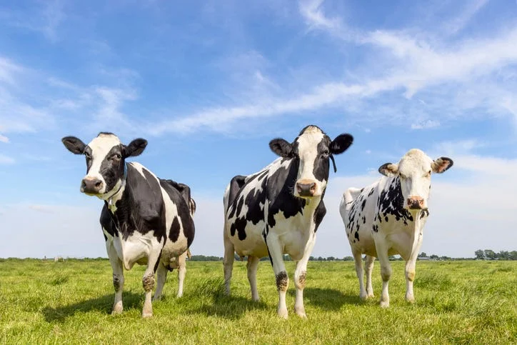 From Farm Waste to Fashion Fabric: Scientists Turn Cow Manure into Sustainable Cellulose Fibers
