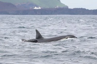 Unlikely Allies? Orcas Adopt Baby Pilot Whales, Baffling Scientists